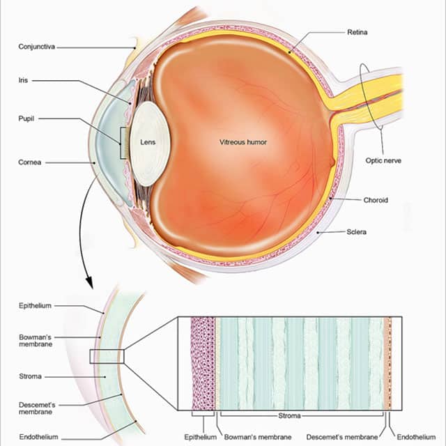 Cornea - Everyday Sight